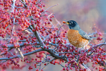 American robin eating berries