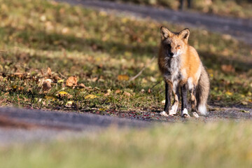 Red fox in autumn golden light