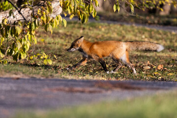 Red fox in autumn golden light