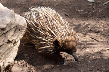 The short nosed echidna has strong-clawed feet and spines on the upper part of a brownish body.
