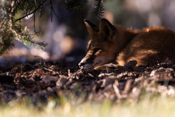 Red fox in autumn golden light