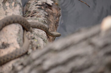 snake 
