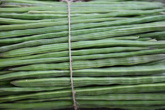 Fresh harvested bundle of raw Indian Moriinga pods, or drumsticks, in Jaipur, India.
