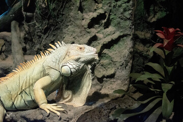 this is a side view of a green iguana