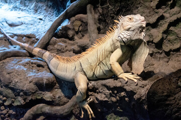 this is a side view of a green iguana