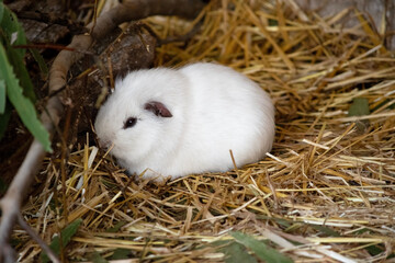 the guinea pig is laying in straw