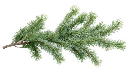 Spruce branch isolated on isolated background. Evergreen twig with green needles. Realistic Christmas tree element. Coniferous fir tree branch for holiday design. Xmas card decoration. Winter season