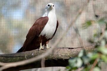 The brahminy kite is distinctive and contrastingly coloured, with chestnut plumage except for the white head and breast and black wing tips.
