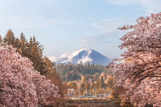 Mount Rainier through the cherry blossoms of UW in the Spring Morning. 