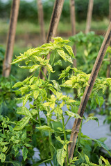 Photo of cayenne pepper plants affected by the gemini virus or Begomovirus virus. Leaves are yellow.