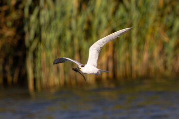 Fototapeta premium Forster's tern flying with a fish in its beak, seen in a North California marsh