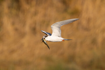 Forster's tern flying with a fish in its beak, seen in a North California marsh