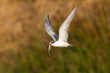 Forster's tern flying with a fish in its beak, seen in a North California marsh