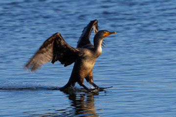 Close-up of a Double-crested cormorant landing in beautiful light, seen in the wild in North...