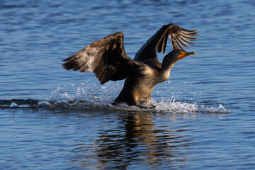 Close-up of a Double-crested cormorant landing in beautiful light, seen in the wild in North California