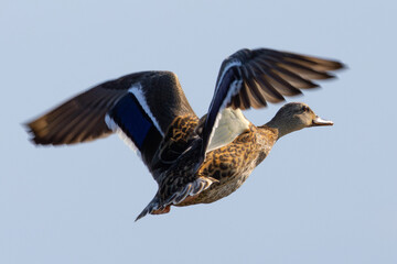 Male wild duck flying,  seen in a North California marsh