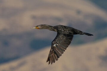Close-up of a Double-crested cormorant  flying against hills, seen in the wild in North California