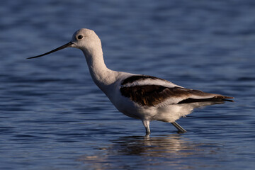 American avocet in water with reflections, seen in the wild in a North California marsh 
