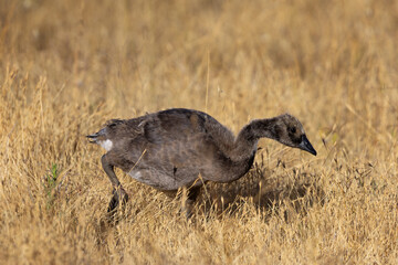 Canada goose duckling, seen in the wild in  a North California marsh