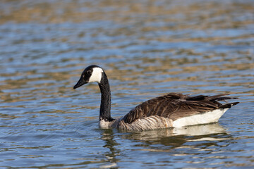 Canada goose, seen in the wild in  a North California marsh