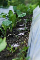 Photo of mustard greens sprinkled with urea fertilizer on the soil.