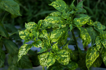 Photo of cayenne pepper plants affected by the gemini virus or Begomovirus virus. Leaves are yellow.
