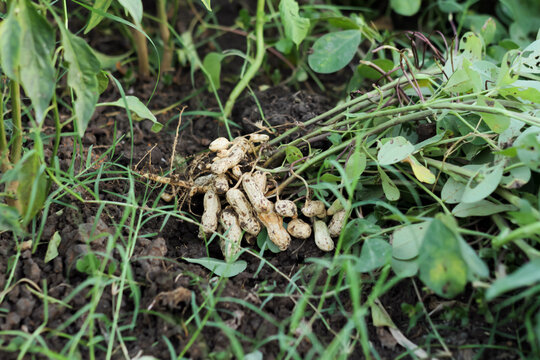 Photo of a peanut plant that has been removed and the peanuts can be seen.