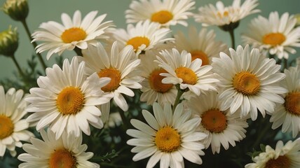Obraz premium Daisies with Yellow Centers and White Petals in Close-Up