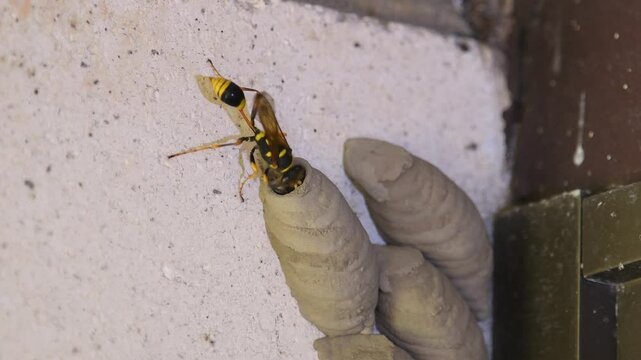 Queensland adult Mud-dauber Wasp -Sceliphron laetum- delivering food open mud nest attached to house brick copy space