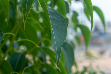 Green leaves of a tree