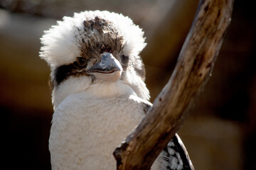 this is a close up of a laughing kookaburra