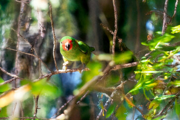 the little lorikeet is perched on a branch