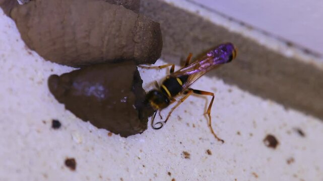 Queensland adult Mud-dauber Wasp -Sceliphron laetum- building fresh mud nest attached to house brick copy space