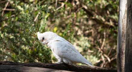 the little  corella is an all white bird with red on the face  with a blue eye surround