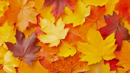 Fototapeta premium Fallen leaves in varying shades of red, yellow, and orange create a beautiful autumn tapestry on the ground