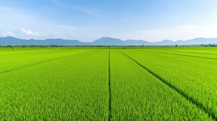 Naklejka premium Vast green rice field with clear blue sky and distant mountains. Rural landscape with agricultural fields and nature view.