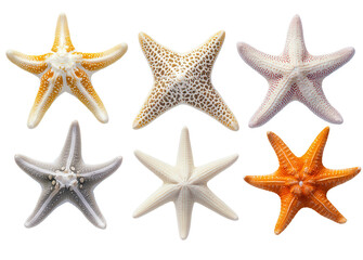 various starfish, isolated, transparent, png, background