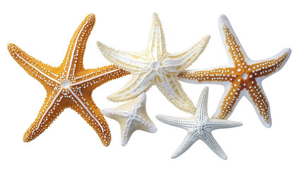 starfish isolated on white, isolated, transparent, png, background
