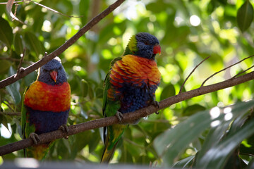 two rainbow lorikeets sharing a branch
