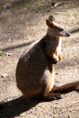 Naklejka premium The red necked wallaby has mostly tawny grey fur, with a white chest and belly, and a dark brown muzzle, paws and feet.