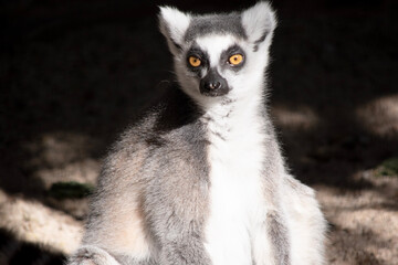 The Ring-tailed lemur backs is grey with grey limbs and dark grey heads and necks. They have long striped tails.