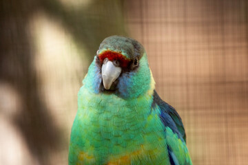the ringneck parrot has a red line above its nose, a black forehead, and a green chest