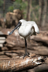 The royal spoonbill is a large white sea bird with a black bill that looks like a spoon.