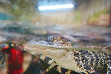 baby alligator rest in water