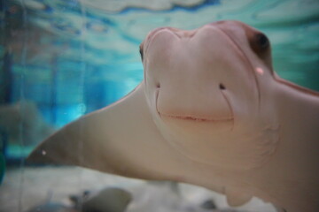 stingray fish show a beautiful smile face