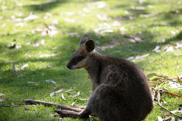 The swamp wallaby has dark brown fur, often with lighter rusty patches on the belly, chest and base of the ears.