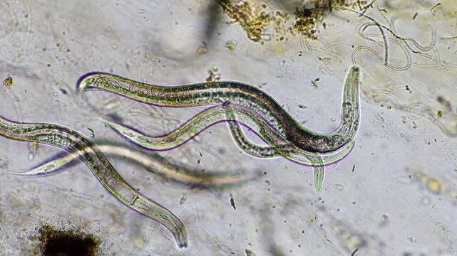 soil fungi, microorganisms and nematodes in a soil and compost sample.	