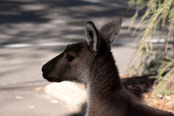 Western grey have large, muscular animals are grayish-brown to reddish-brown with a small head, large ears, and a long thick tail used for balance.