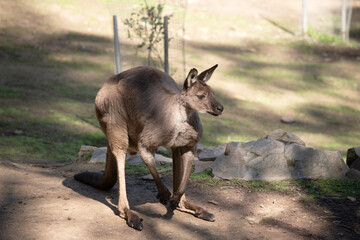 Western grey are large, muscular animals. they are grayish-brown to reddish-brown with a small head, large ears, and a long thick tail used for balance. .