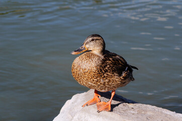 duck on the lake